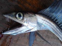 Longline fishing research on the NOAA Ship OSCAR ELTON SETTE Image