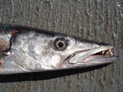 Longline fishing research on the NOAA Ship OSCAR ELTON SETTE Photo