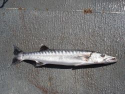 Longline fishing research on the NOAA Ship OSCAR ELTON SETTE Photo