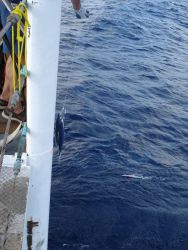 Longline fishing research on the NOAA Ship OSCAR ELTON SETTE Image