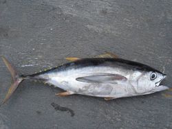 Longline fishing research on the NOAA Ship OSCAR ELTON SETTE Image