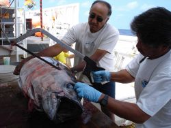 Longline fishing research on the NOAA Ship OSCAR ELTON SETTE Image