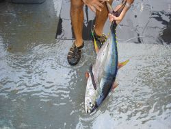 Longline fishing research on the NOAA Ship OSCAR ELTON SETTE Image