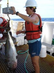 Longline fishing research on the NOAA Ship OSCAR ELTON SETTE Image