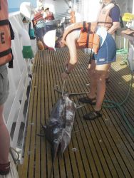 Longline fishing research on the NOAA Ship OSCAR ELTON SETTE Image