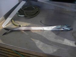 Longline fishing research on the NOAA Ship OSCAR ELTON SETTE Image