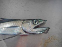 Longline fishing research on the NOAA Ship OSCAR ELTON SETTE Image