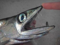 Longline fishing research on the NOAA Ship OSCAR ELTON SETTE Image