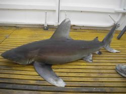 Longline fishing research on the NOAA Ship OSCAR ELTON SETTE Photo