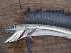 Longline fishing research on the NOAA Ship OSCAR ELTON SETTE Image