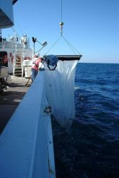 Large plankton net being deployed on NOAA Ship GORDON GUNTER Image