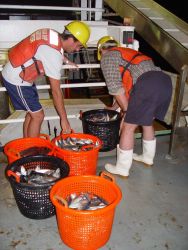 Sorting trawl catch on the NOAA Ship GORDON GUNTER Image