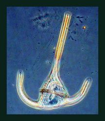 Cell wall of Ceratium tripos Image