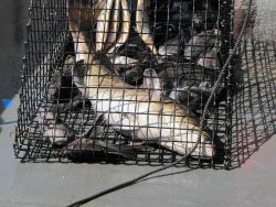 Large fish caught in fish trap deployed from NOAA Ship PISCES. Image