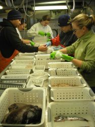 Scientist sorting catch from deep-water bathy-pelagic trawl survey obtained during sperm whale predation survey. Image