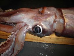 Large squid (Ommastrephes bartramii ?) with huge eye on deck Image