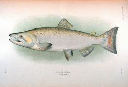 Chinook salmon, adult male Photo