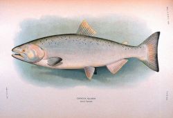 Chinook salmon, adult female Photo