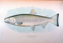 Silver or Coho salmon, adult male Photo