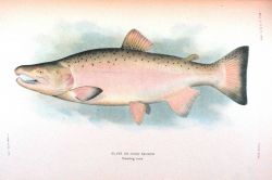 Silver or Coho salmon, breeding male Photo