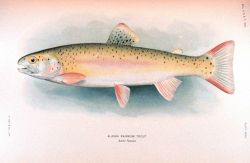 Alaska rainbow trout Image