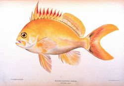 Anthias fuscipinnis Jenkins Image