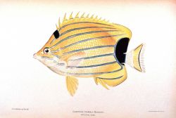 Chaetodon fremblii Bennett Image