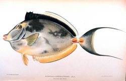 Acanthurus unicornis (Forskal) Image