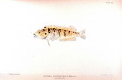 Labrisomus nuchipinnis (Quoy & Gaimard) Image