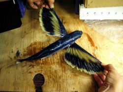 A species of flying fish. Image