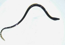 Yellow-bellied sea snake - very poisonous Image