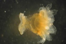 Zooplankton Photo