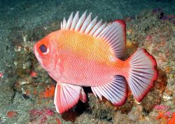 A short bigeye (Pristigenys alta) Image