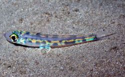 A lizardfish. Image