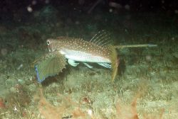 A flying gurnard. Image