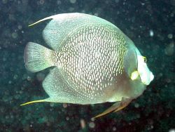 A gray angelfish. Image