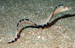 Ocellated moray eel underway. Image