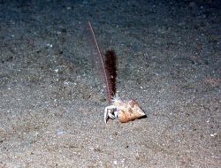 A sea pen and a hermit crab. Image