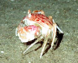 A shameface crab. Image