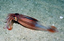 A squid. Image