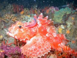 A beautiful scorpionfish. Image