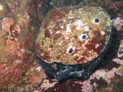 Abalone in the kelp forest. Image