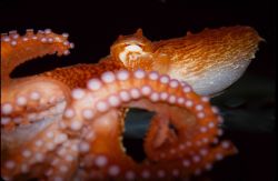 A small Pacific octopus Image