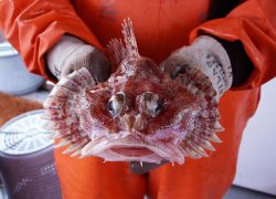 An Irish Lord sculpin front view. Image