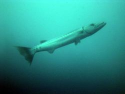 Large barracuda observed during hull inspection dive at Key West. Photo