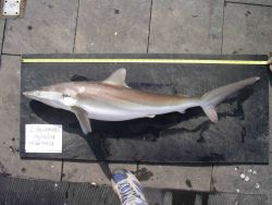 Silky shark ( Carcharhinus falciformis ) Image