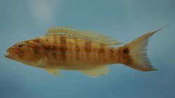 Sand seabass or sand perch ( Diplectrum formosum ) Image