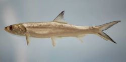 Ladyfish ( Elops saurus ) Image