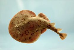 Lesser electric ray (Narcine bancroftii) Image