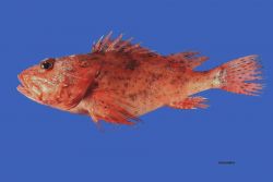 Spinycheek scorpionfish (Neomerinthe hemingwayi) Photo